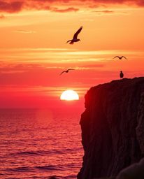 A warm, tight close-up shot captures a sunset over a coastal cliff with soaring birds. The detailed focus draws attention to 