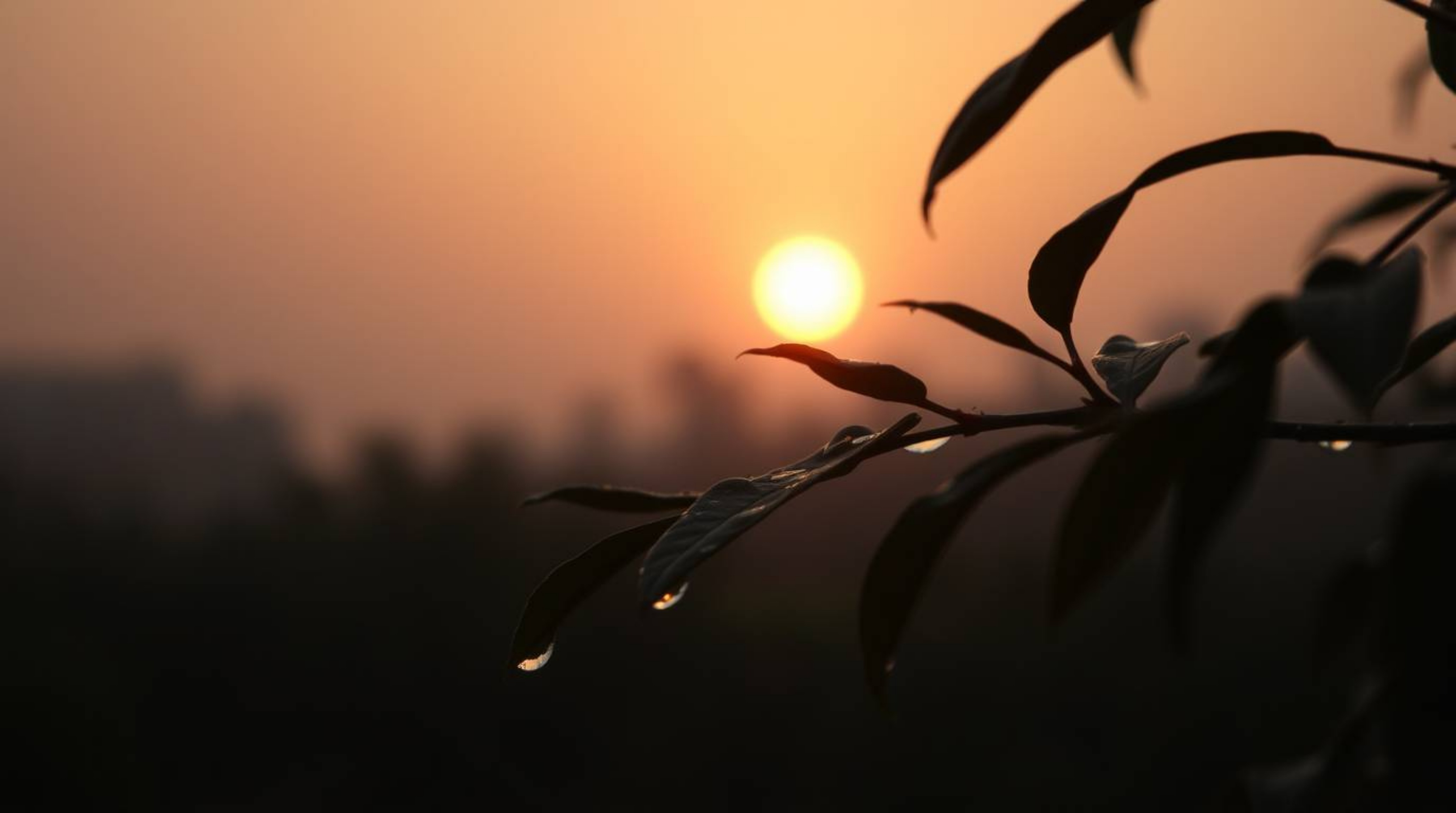 A soft, cinematic image captures the hazy beauty of a sunset reflected in raindrops clinging to leaves.  The low contrast and