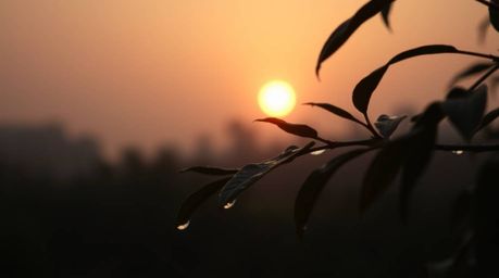 A soft, cinematic image captures the hazy beauty of a sunset reflected in raindrops clinging to leaves.  The low contrast and