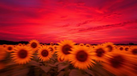 A vibrant and artistic depiction of a sunflower field bathed in the dramatic hues of a deep red and purple sunset.  Creative 