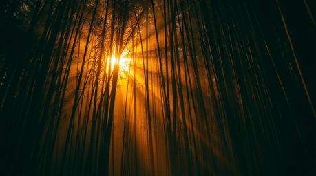 Experience an eerie and creepy atmosphere within a bamboo forest at sunset, where a warm golden glow sharply contrasts with d