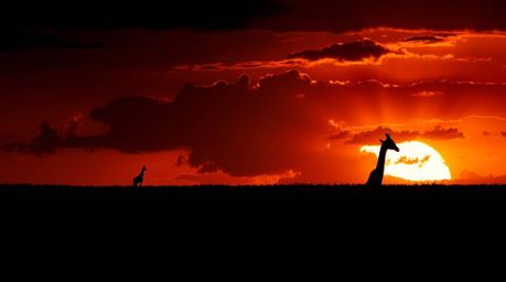 A captivating image showcasing a dramatic sunset over an African savanna. Silhouetted giraffes stand against the vibrant, hig