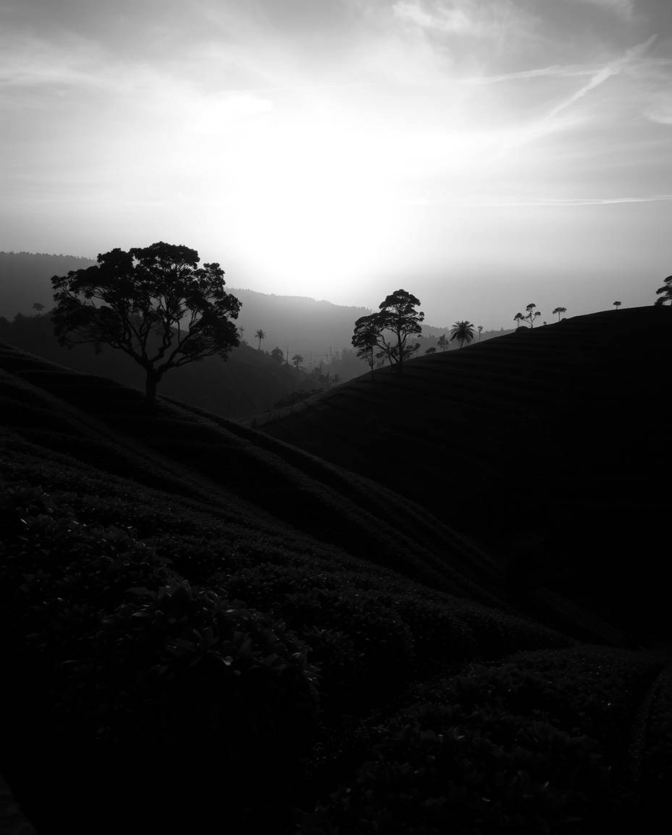 This is a classic black and white image capturing a sunset over terraced tea plantations, rendered with an eerie and creepy a