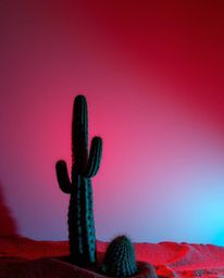A creative light art piece captures a desert cactus glowing in the last rays of the sun, featuring a stunning contrast of war