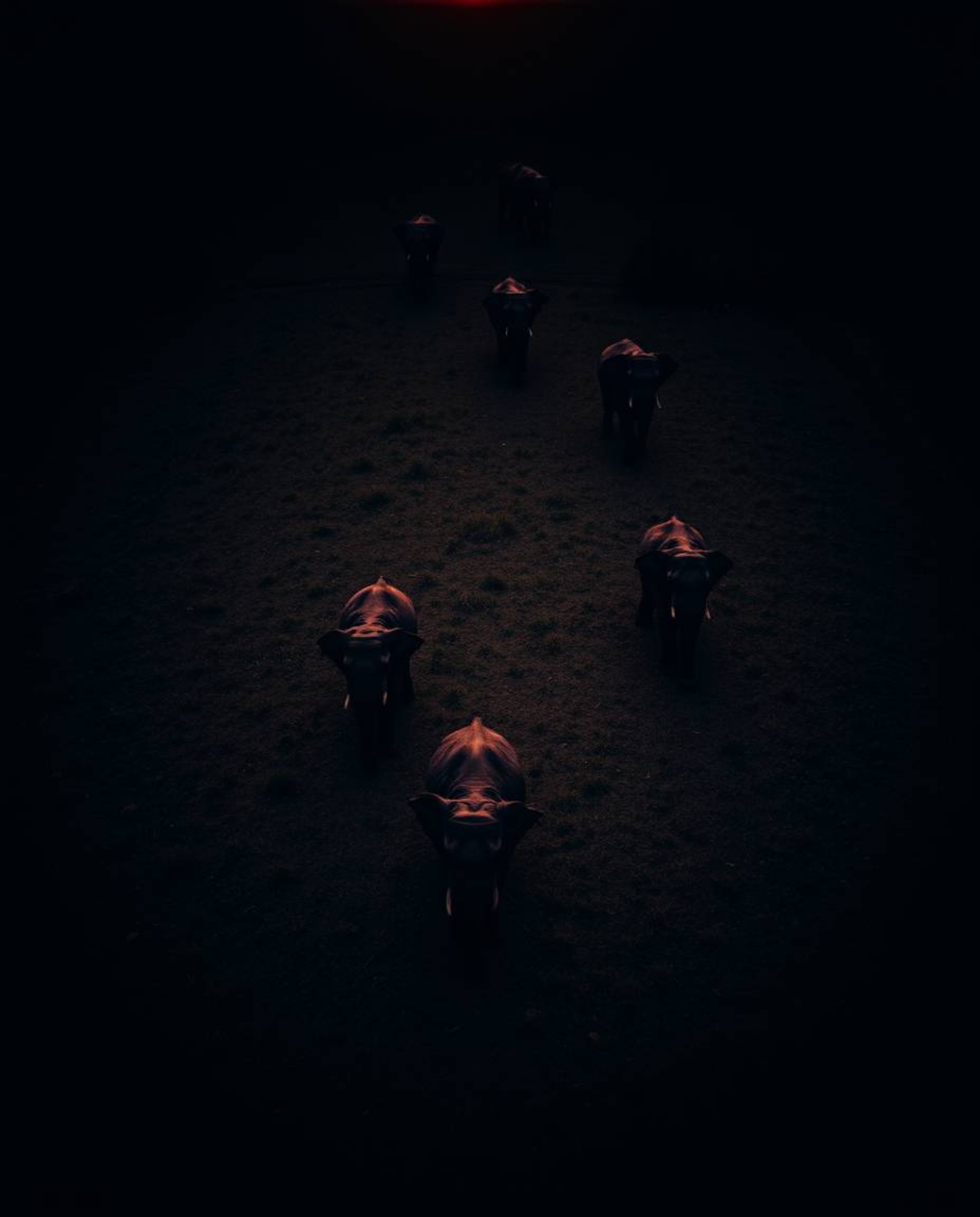This is a high-contrast, low-key overhead bird’s eye view image of elephants walking across a field at sunset, captured in a 