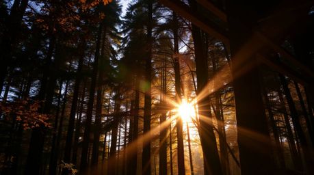 A stunning architectural photograph captures the warm hues of a sunset filtering through a dense forest.  The image emphasize