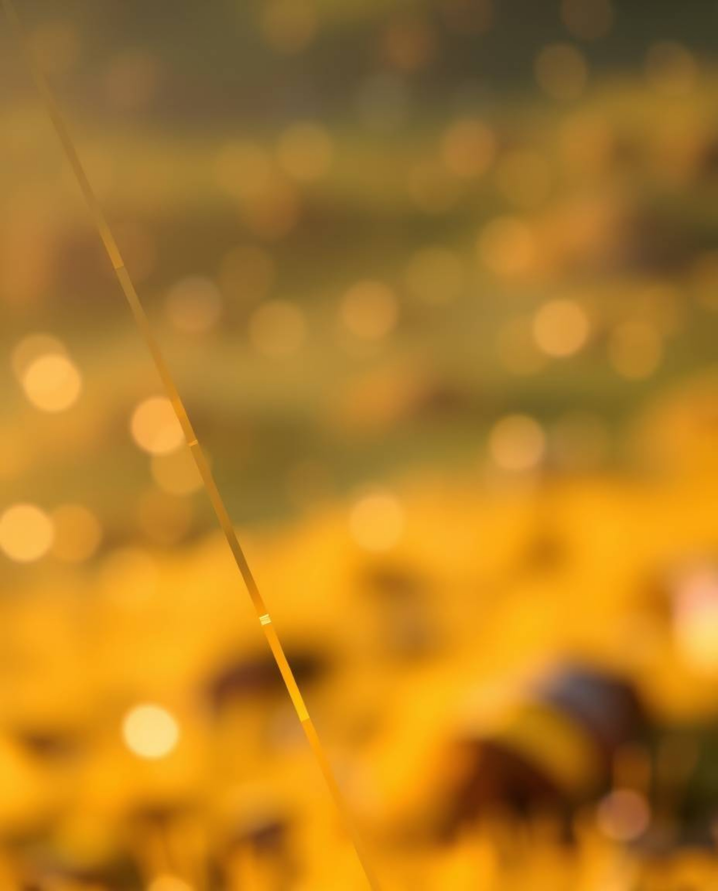 Experience the mesmerizing blend of a blurred bokeh effect and warm golden hour light illuminating a digital glitch landscape