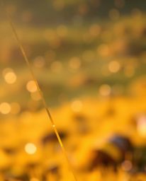 Experience the mesmerizing blend of a blurred bokeh effect and warm golden hour light illuminating a digital glitch landscape
