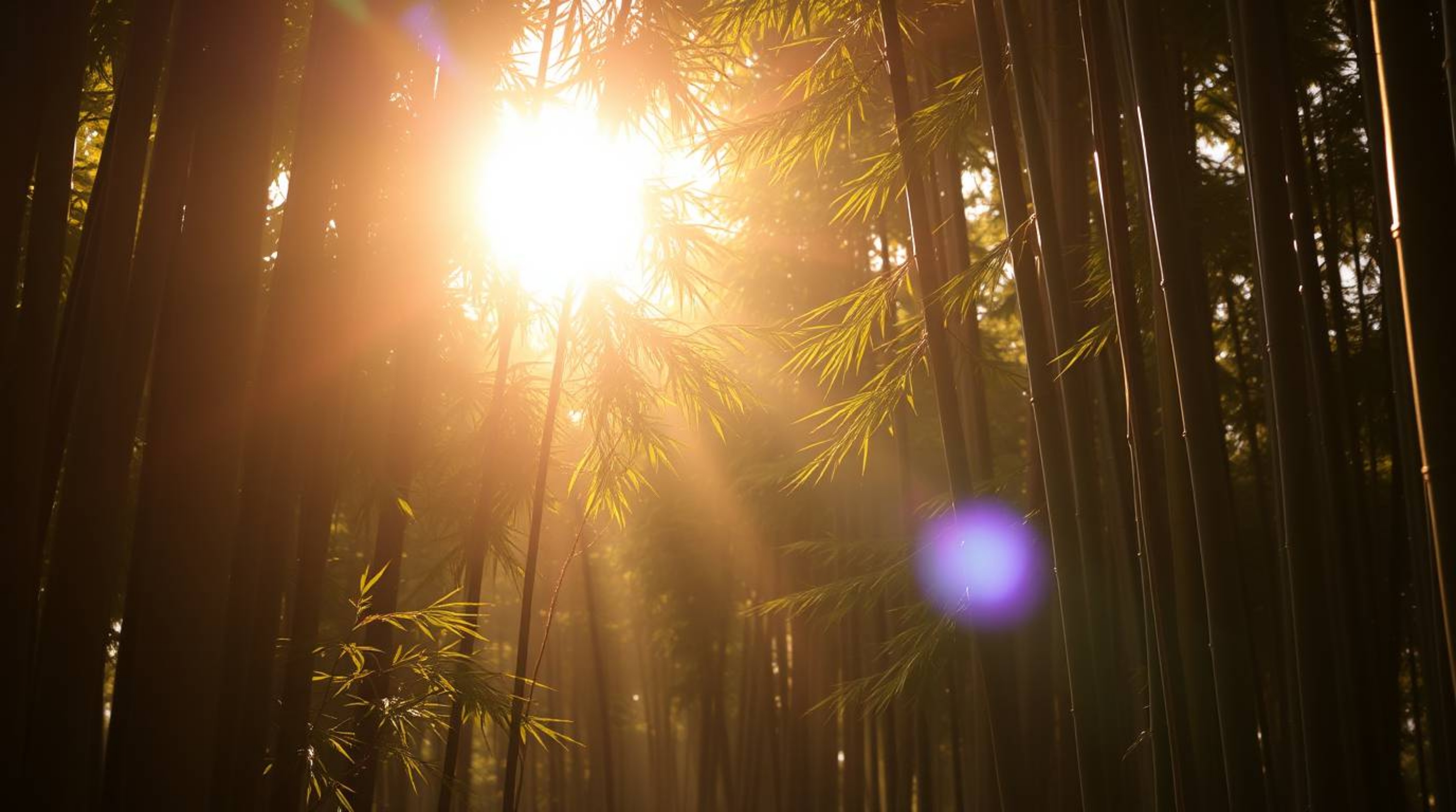 A captivating image of a bamboo forest bathed in the warm, golden light of sunset, enhanced by strong, hard lighting that cre