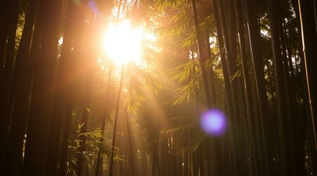 A captivating image of a bamboo forest bathed in the warm, golden light of sunset, enhanced by strong, hard lighting that cre