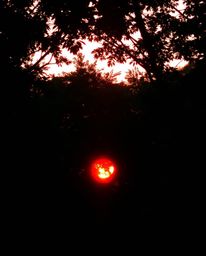 A vivid sunset pierces through a dense jungle canopy, illuminated by a warm, strong, and hard light. This intense lighting cr