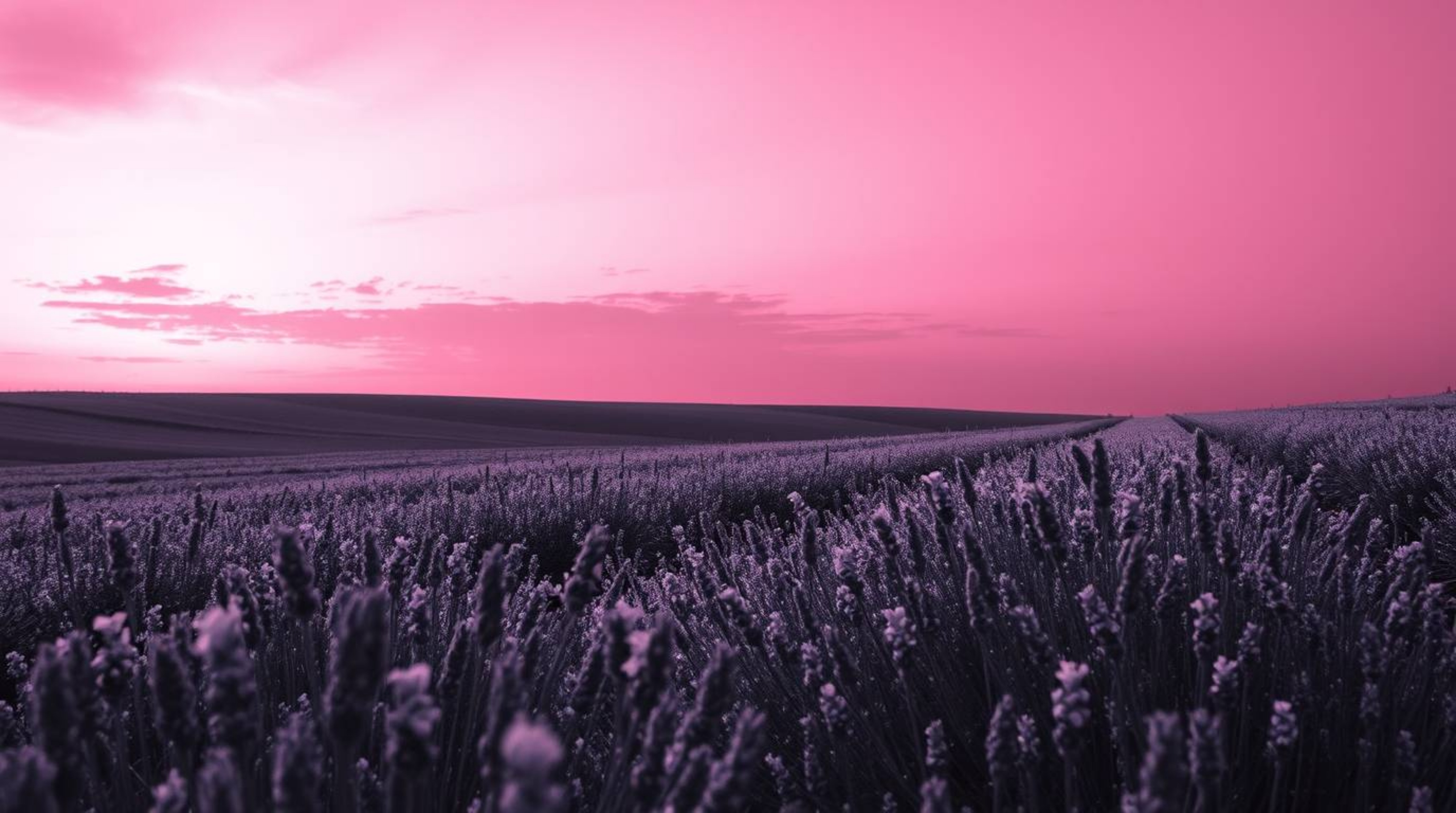 Experience a dreamlike journey into a surreal black and white image featuring lavender fields bathed in the soft glow of a pi