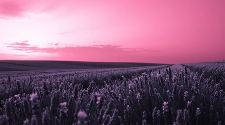Experience a dreamlike journey into a surreal black and white image featuring lavender fields bathed in the soft glow of a pi