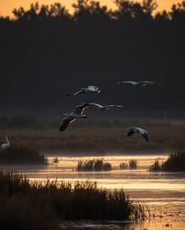 A golden hour wetlands scene with herons flying, presented with intense jet black and pure black tones. This image is charact