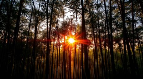 A captivating photograph of a bamboo forest at sunset, characterized by distinct, bold sections created by strong, hard light