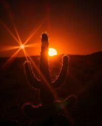 This artwork creates an eerie and creepy atmosphere, focusing on a desert cactus glowing in the last rays of the sun. It comb