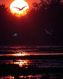 A golden hour wetlands scene with herons flying, captured with high-contrast, low-key lighting for a dramatic effect. This im