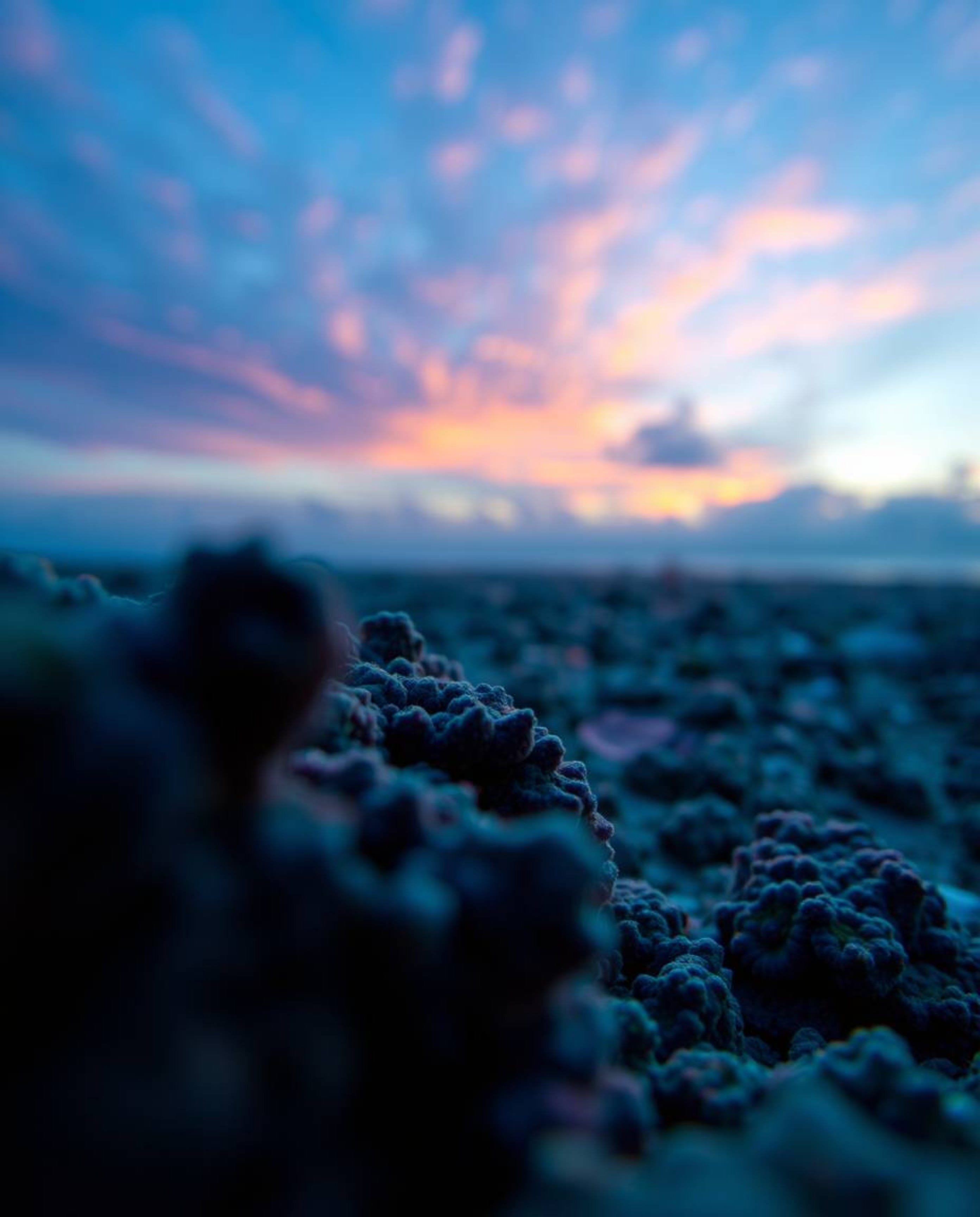 A cool-colored extreme macro close-up focuses on a colorful sky over a coral reef at low tide. This detailed shot highlights 
