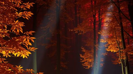 Experience the breathtaking beauty of an autumn forest bathed in the golden light of sunset.  This stunning scene features vo