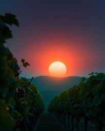 This is a high-resolution close-up photograph capturing a luxurious and vibrant sunset over a vineyard. The scene is distingu