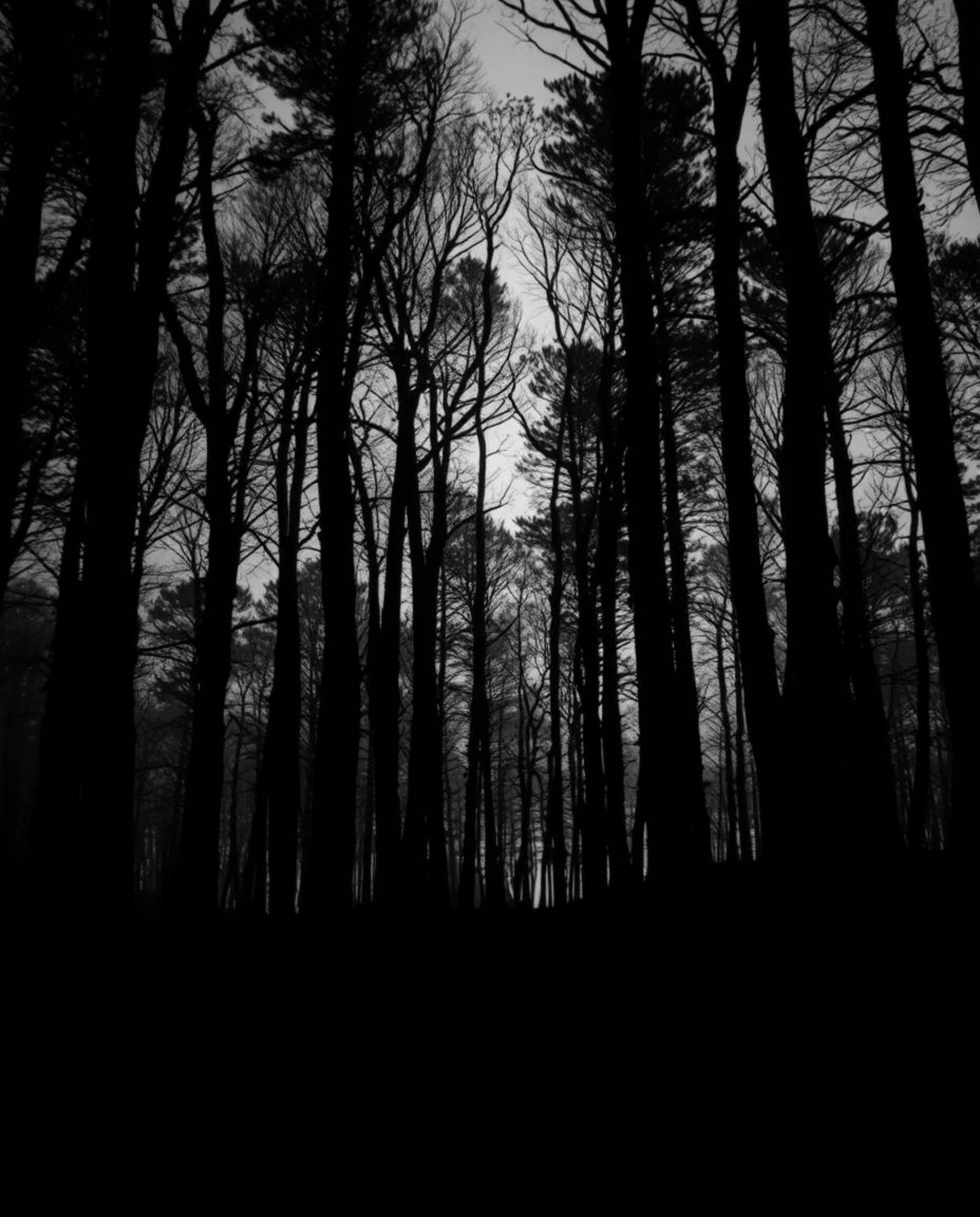 A captivating black and white image showcasing a digital glitch effect overlaid on a surreal forest scene, masterfully employ