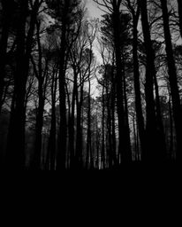 A captivating black and white image showcasing a digital glitch effect overlaid on a surreal forest scene, masterfully employ