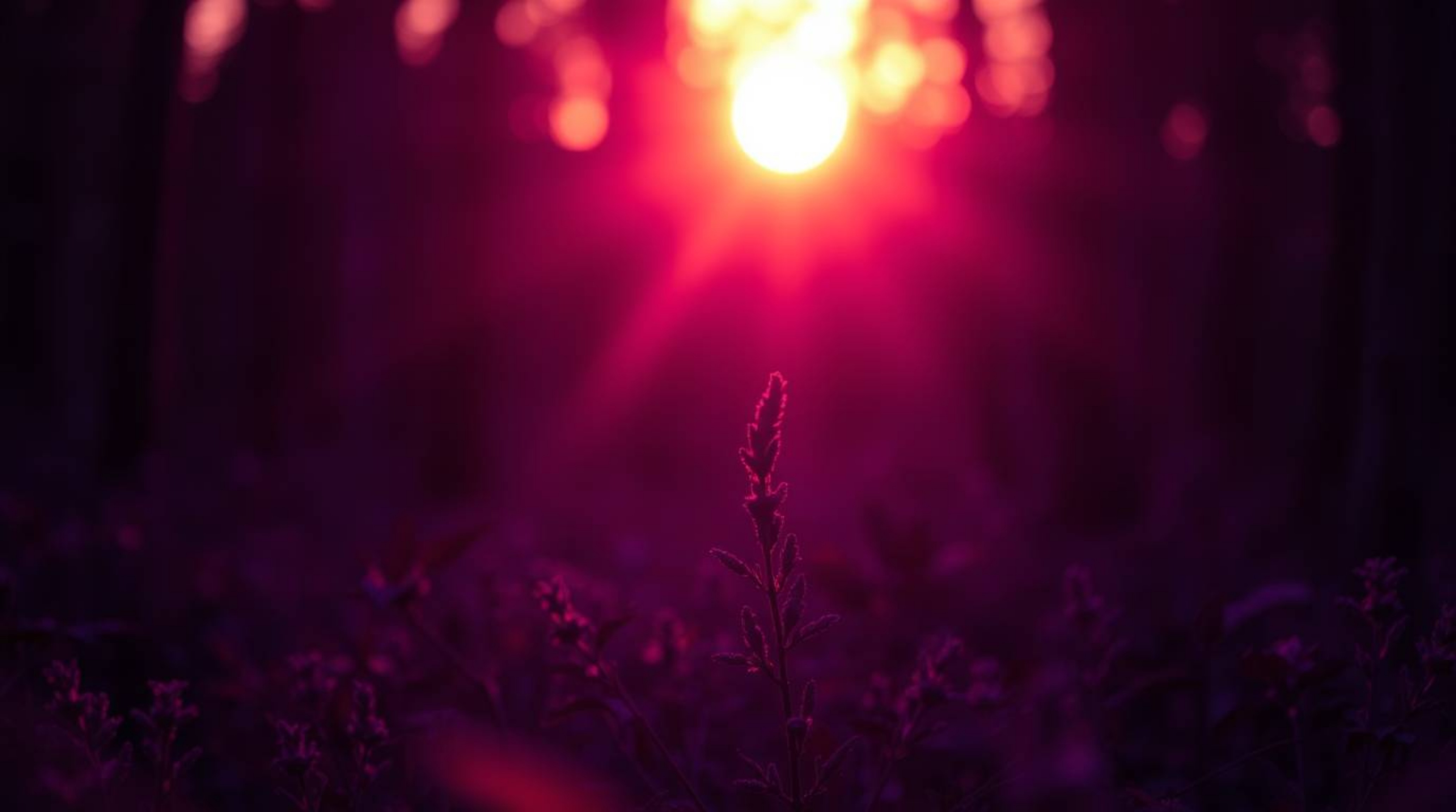 Explore a collection of unusual and original fine art photography featuring deep ultraviolet hues and extreme macro close-ups
