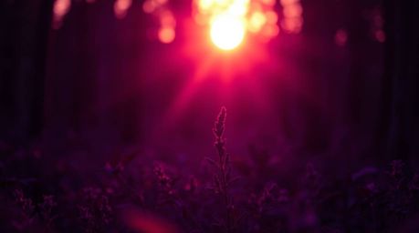 Explore a collection of unusual and original fine art photography featuring deep ultraviolet hues and extreme macro close-ups
