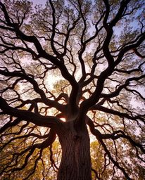 An overhead, top-down perspective of a sunset behind an old oak tree with twisted branches. This image features vibrant compl