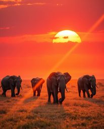 This is a photograph depicting elephants walking across a field at sunset, distinguished by a warm, bright lens flare. The co