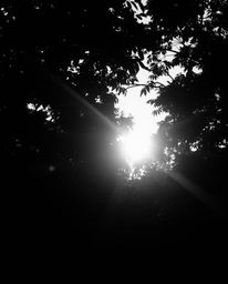 A classic black and white photograph depicting a sunset through a dense jungle canopy. The use of hard light creates a soft, 