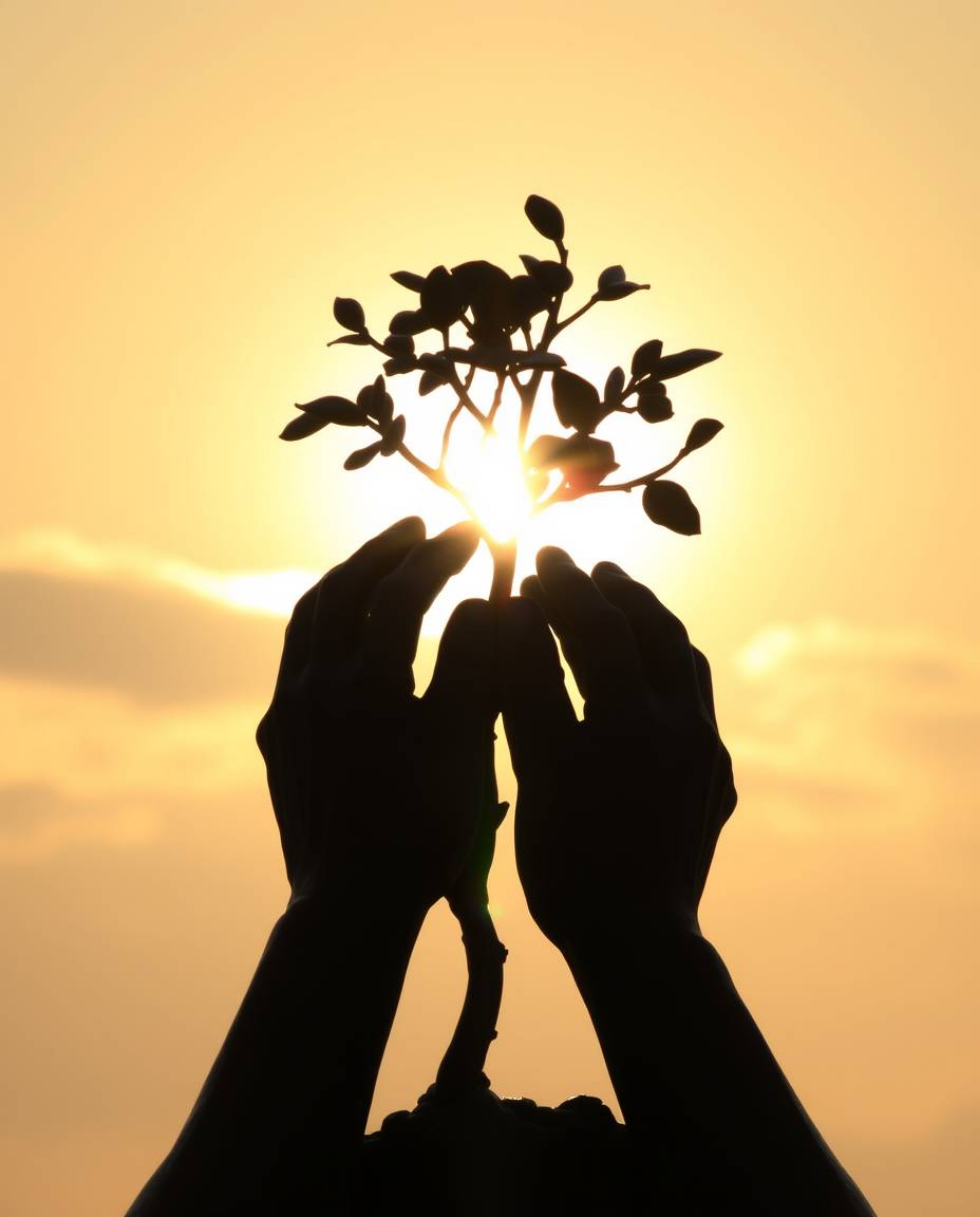 A captivating cast bronze sculpture depicts hands planting a tree, silhouetted against a vibrant golden sky.  The backlightin