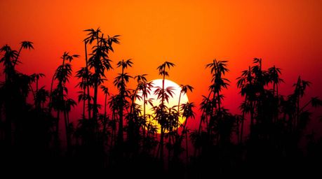 Experience the tranquility of a silhouetted bamboo forest against a breathtaking gradient sunset. The backlighting accentuate
