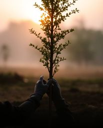 A captivating image depicting hands planting a tree under a breathtaking golden sky, shrouded in thick fog. The photo feature