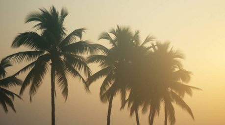 A captivating cinematic image showcasing a serene tropical beach sunset. Palm trees gently sway in a hazy, soft-focus atmosph
