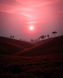 A surreal, creative light art piece depicting a sunset over terraced tea plantations. Rendered in infrared tones, the artwork