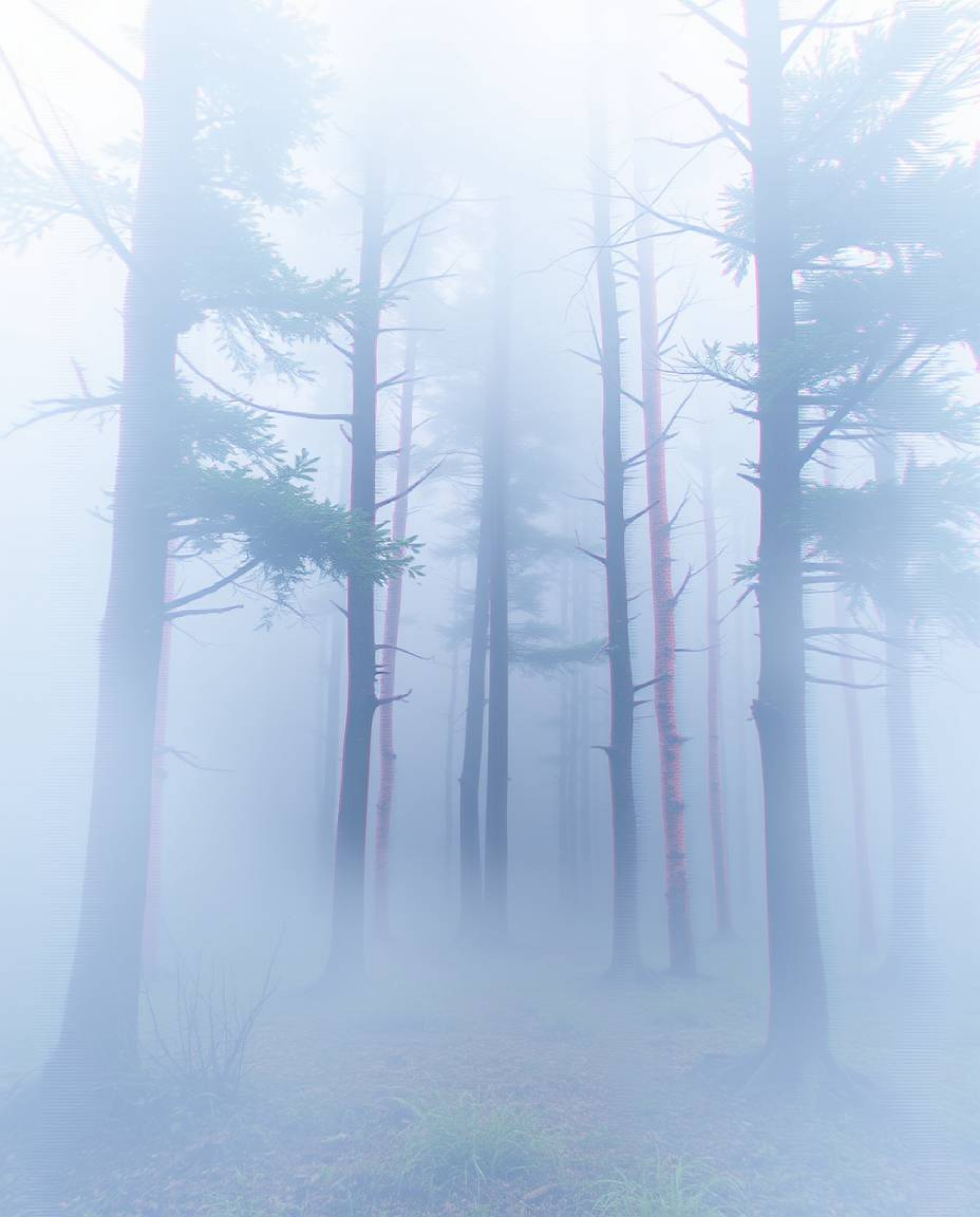 A digital glitch effect disrupts a serene natural forest scene, creating a surreal and captivating contrast. Rendered in soft