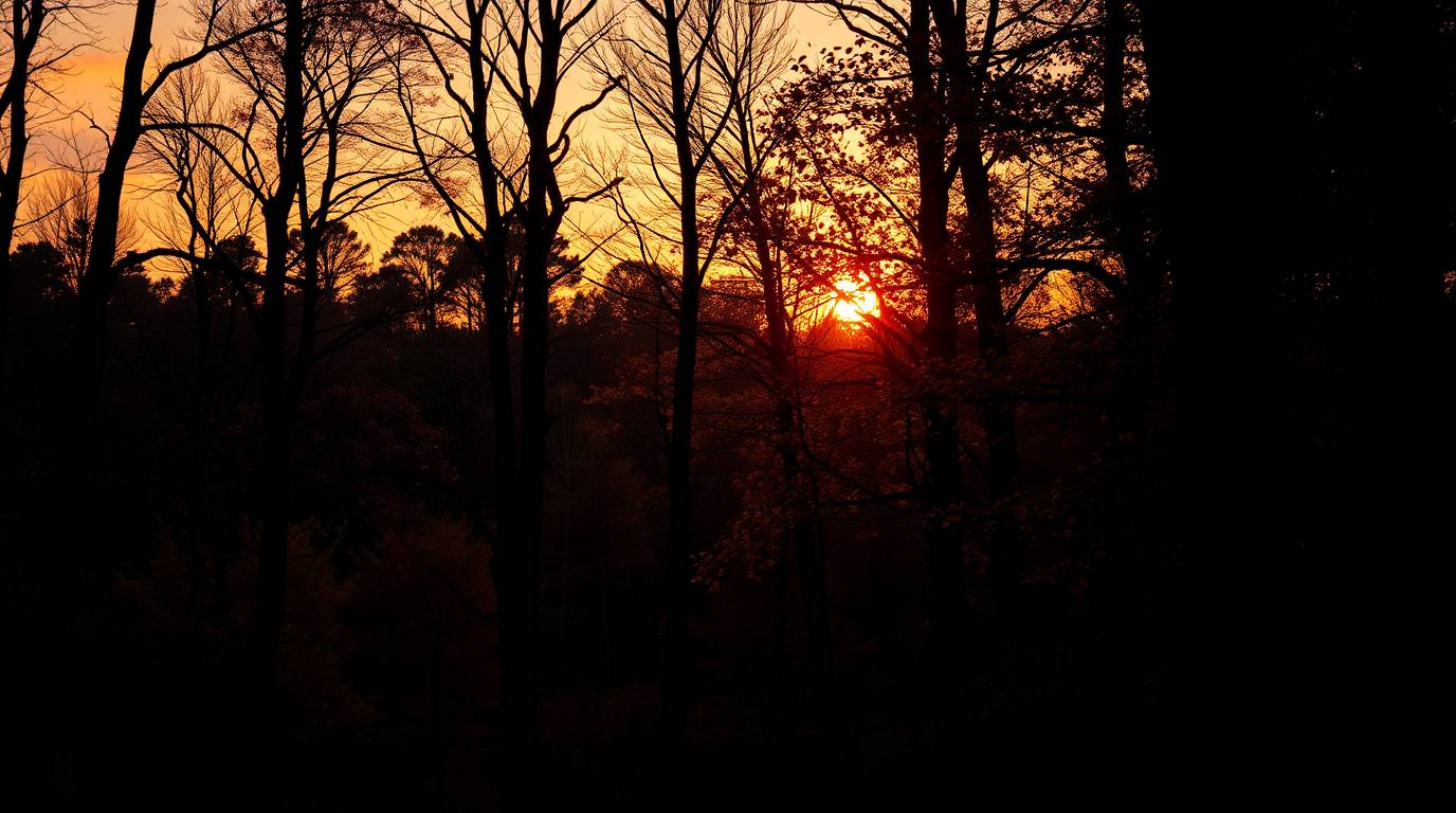 A stunning high-resolution architectural photograph captures an autumn forest bathed in the warm glow of sunset.  Intense bla