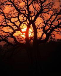 A dramatic, cinematic depiction of a sunset behind an old oak tree with twisted branches. The composition is uniquely illumin