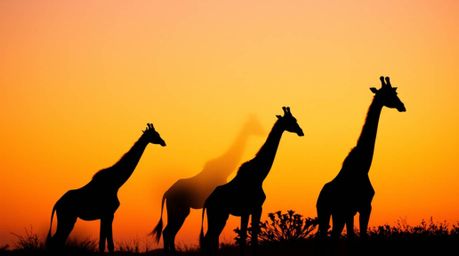 Capture the serene beauty of the African savanna with this collection of images. Featuring silhouetted giraffes against a bac