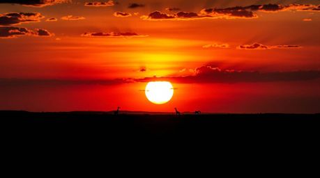 Capture the magic of an African sunset with this stunning high-angle shot of silhouetted giraffes against a vibrant savanna b