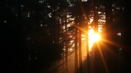 Capture the ethereal beauty of sunset light filtering through a dense forest in this architectural color photograph. The imag