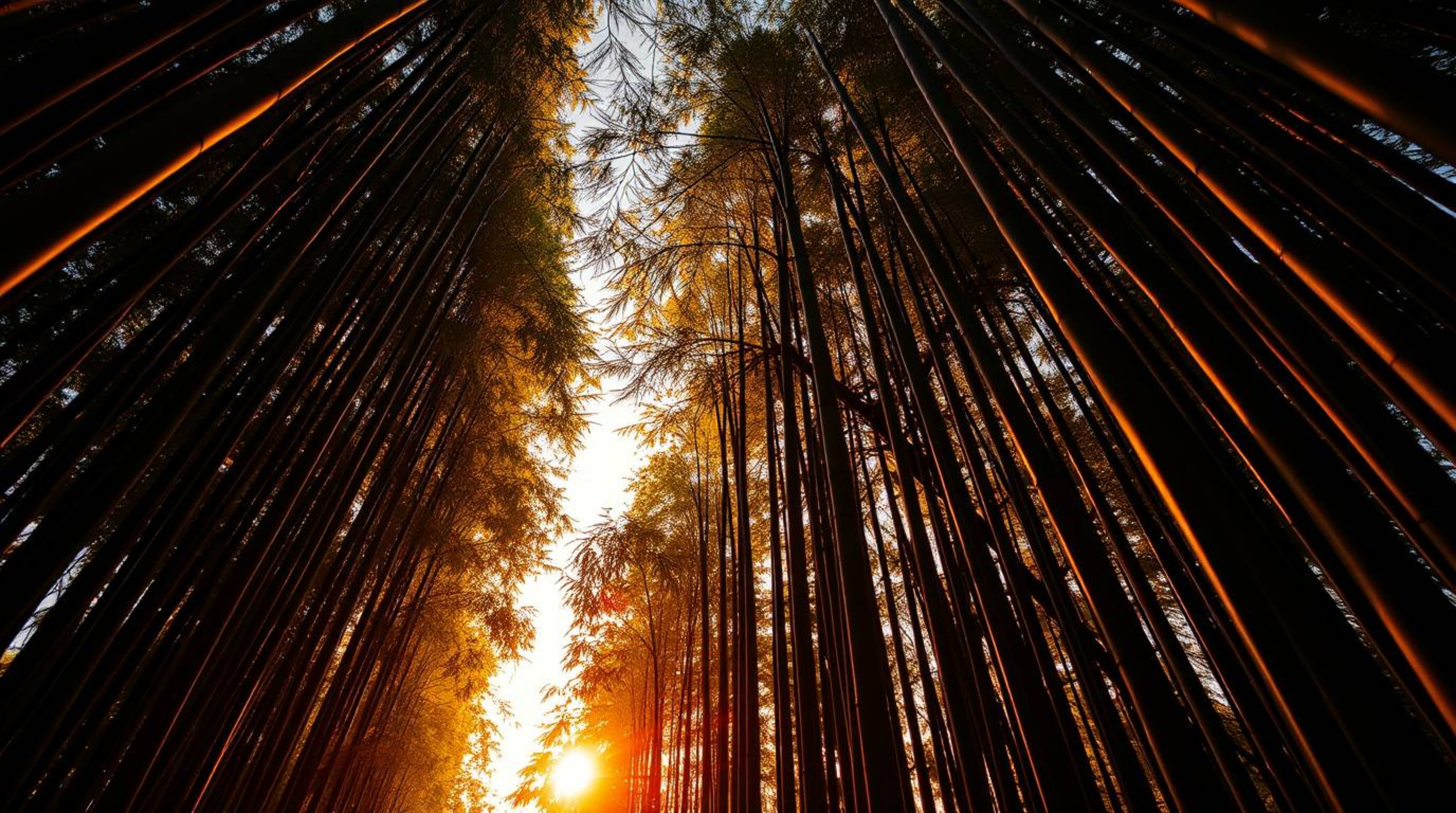 This high-resolution stock photo captures the breathtaking beauty of a bamboo forest bathed in the warm glow of a sunset. Tak
