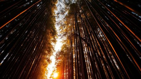 This high-resolution stock photo captures the breathtaking beauty of a bamboo forest bathed in the warm glow of a sunset. Tak