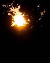 A digital photograph of a sunset filtering through a dense jungle canopy, expertly captured with high-contrast, low-key light