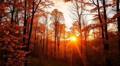 Experience the captivating beauty of an autumn forest bathed in the warm golden glow of a sunset.  Golden leaves illuminate t